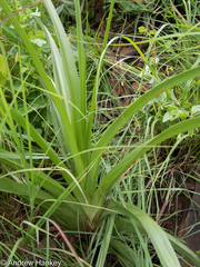 Hypoxis obtusa