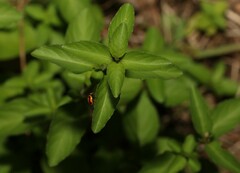 Dyschoriste depressa