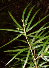 Pinus krempfii