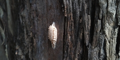 Odontomantis