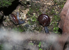Glyptostoma gabrielense