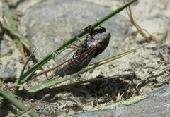 Maoricicada campbelli