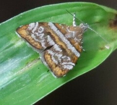 Choreutis orthogona