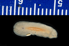Polycladida