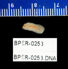 Polycladida