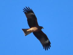 Milvus migrans lineatus