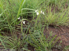 Chascanum hederaceum