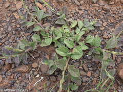 Chascanum hederaceum