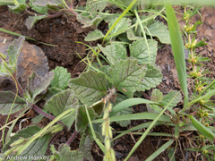 Chascanum hederaceum