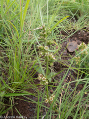Stenostelma corniculatum