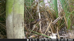 Botaurus poiciloptilus