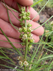 Stenostelma corniculatum
