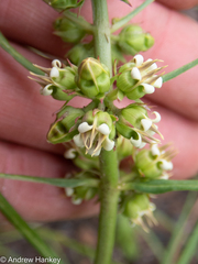 Stenostelma corniculatum