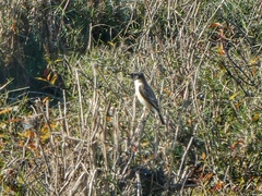 Saxicola maurus