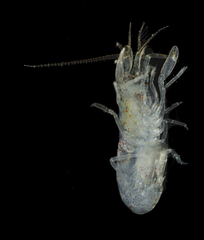 Alpheidae