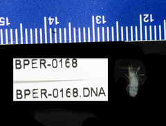 Alpheidae