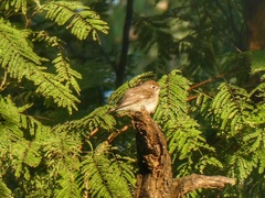 Ficedula