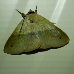 Ophyx ochroptera