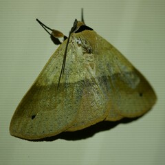 Ophyx ochroptera