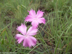 Dianthus zeyheri