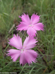 Dianthus zeyheri