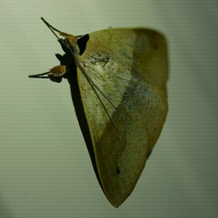Ophyx ochroptera