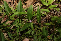 Eremophila debilis