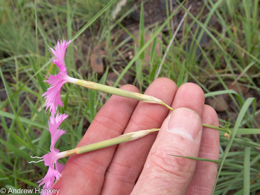 African Pink