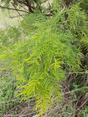 Vachellia davyi