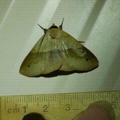Ophyx ochroptera