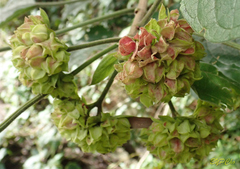 Clerodendrum canescens
