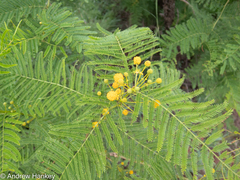 Vachellia davyi