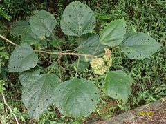Clerodendrum canescens