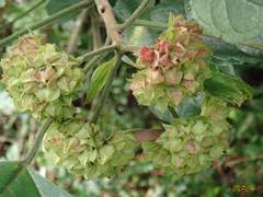 Clerodendrum canescens