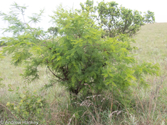 Vachellia davyi