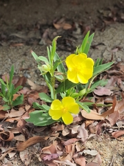 Hibbertia longifolia