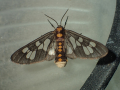 Eressa confinis
