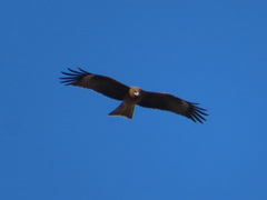 Milvus migrans lineatus