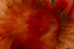 Anemonia alicemartinae