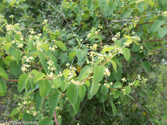 Helinus integrifolius