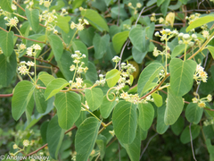 Helinus integrifolius