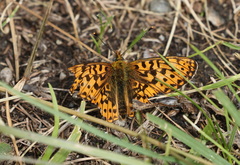 Boloria euphrosyne