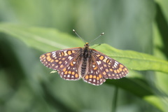 Euphydryas intermedia