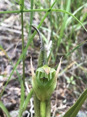 Pterostylis montana