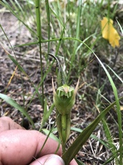 Pterostylis montana