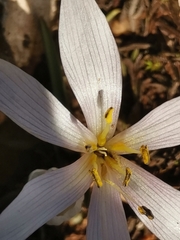 Colchicum hungaricum