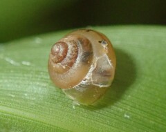 Coneuplecta