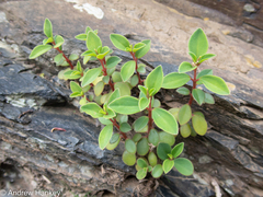 Peperomia leptostachya