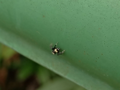 Thorelliola ensifera