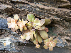 Crassula orbicularis